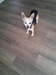 Found/Stray Female Dog last seen Near wedgefield sumter County , Wedgefield, SC 29168
