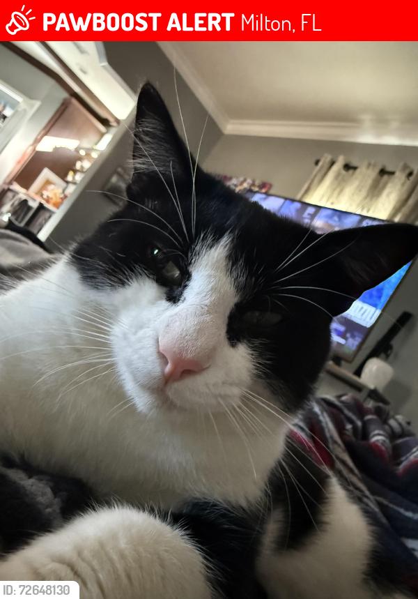 Lost Male Cat last seen Walling/Penton, Milton, FL 32570