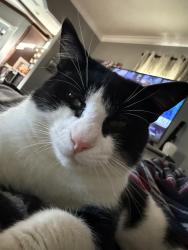 Lost Male Cat last seen Walling/Penton, Milton, FL 32570