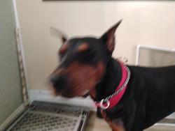 Found/Stray Male Dog last seen Near s West temple, Salt Lake City, UT 84101