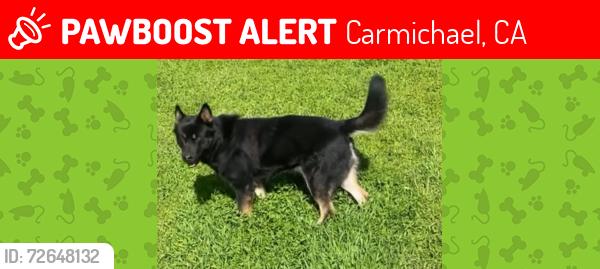 Lost Male Dog last seen Landis ave, Carmichael, CA 95608