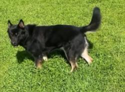 Lost Male Dog last seen Landis ave, Carmichael, CA 95608