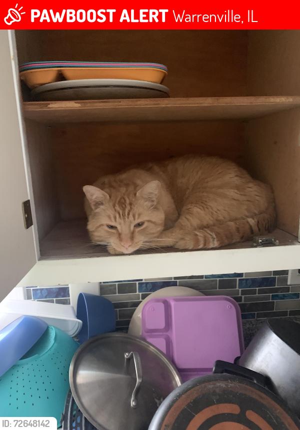Lost Male Cat last seen Galusha , Warrenville, IL 60555