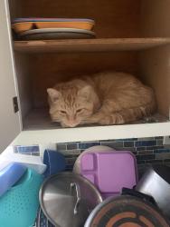 Lost Male Cat last seen Galusha , Warrenville, IL 60555