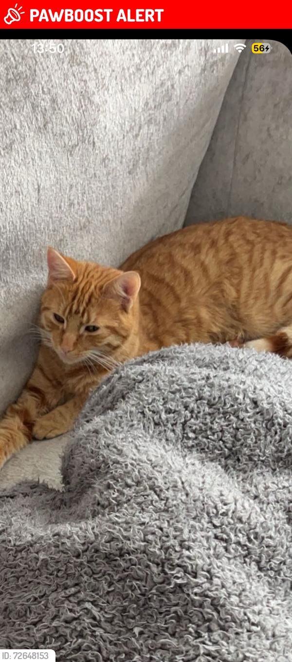 Lost Male Cat last seen Crawshaw academy school, West Yorkshire, England LS28 9DY