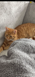Lost Male Cat last seen Crawshaw academy school, West Yorkshire, England LS28 9DY