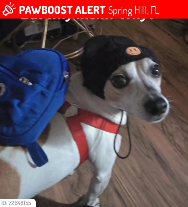 Lost Male Dog last seen Balfour st backuard, Spring Hill, FL 34608