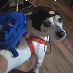Lost Male Dog last seen Balfour st backuard, Spring Hill, FL 34608