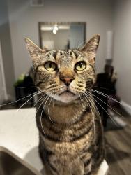 Lost Male Cat last seen Fossil Creek and Buffalo way, Haltom City, TX 76137