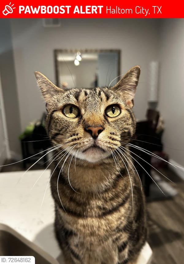 Lost Male Cat last seen Fossil Creek and Buffalo way, Haltom City, TX 76137