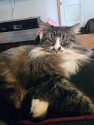 Lost Male Cat last seen Jalyn and shuber pioneer cemetery , Centralia, WA 98531