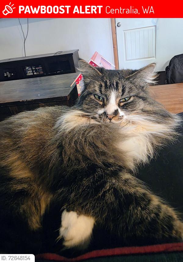 Lost Male Cat last seen Jalyn and shuber pioneer cemetery , Centralia, WA 98531