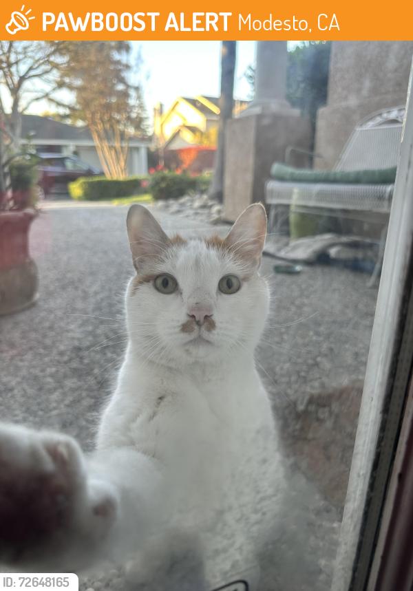 Found/Stray Unknown Cat last seen Windwood Pl, Modesto, CA 95355