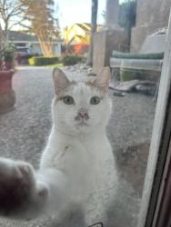 Found/Stray Unknown Cat last seen Windwood Pl, Modesto, CA 95355