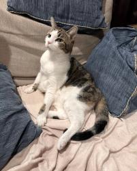 Lost Male Cat last seen El Rancho way at Lynwood, San Antonio, TX 78209