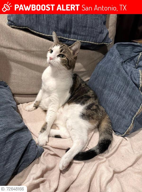 Lost Male Cat last seen El Rancho way at Lynwood, San Antonio, TX 78209