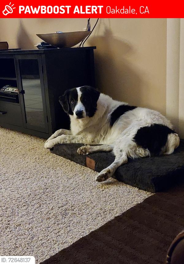 Lost Male Dog last seen J st & S. Magg Ave, Oakdale, CA 95361