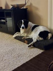 Lost Male Dog last seen J st & S. Magg Ave, Oakdale, CA 95361
