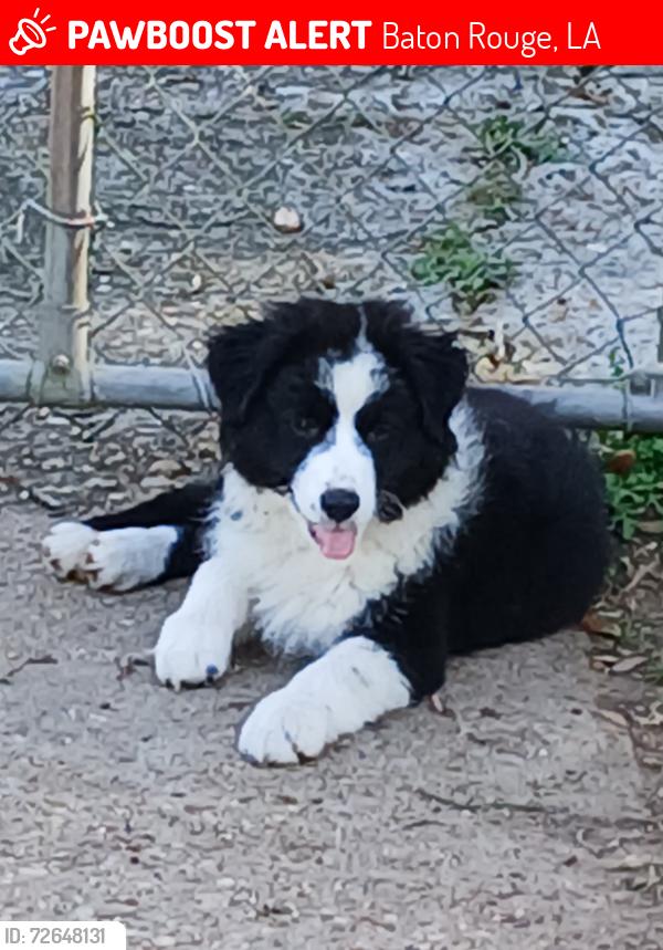 Lost Female Dog last seen Near Huron st, Baton Rouge, LA 70805