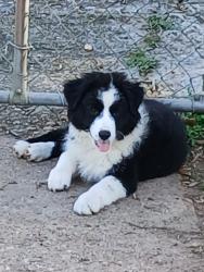 Lost Female Dog last seen Near Huron st, Baton Rouge, LA 70805