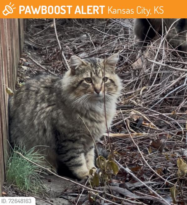 Found/Stray Unknown Cat last seen North of Azura Amphitheater, state avenue and 126th, Kansas City, KS 66101