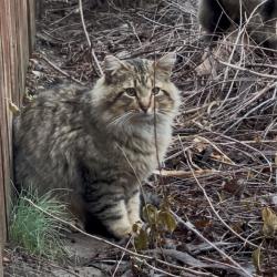 Found/Stray Unknown Cat last seen North of Azura Amphitheater, state avenue and 126th, Kansas City, KS 66101