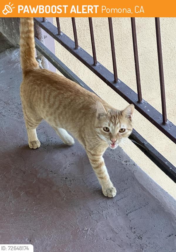 Found/Stray Female Cat last seen Humane way and valley blvd, Pomona , Pomona, CA 91768