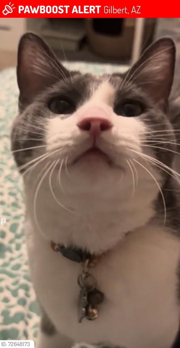 Lost Male Cat last seen Near W Windhaven Ave Gilbert Az 85233, Gilbert, AZ 85233