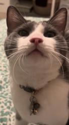 Lost Male Cat last seen Near W Windhaven Ave Gilbert Az 85233, Gilbert, AZ 85233