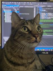 Lost Male Cat last seen Bridgeview Ln @ FM1097, Montgomery County, TX 77356