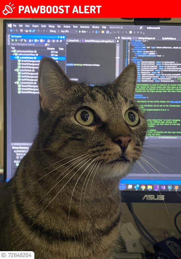 Lost Male Cat last seen Bridgeview Ln @ FM1097, Montgomery County, TX 77356