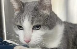 Lost Unknown Cat last seen CHS post office , Columbia Heights, MN 55421