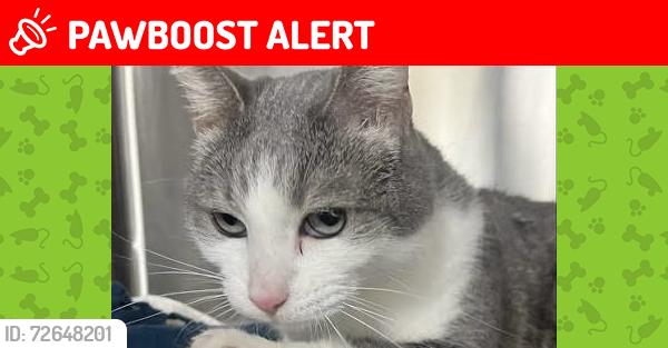 Lost Unknown Cat last seen CHS post office , Columbia Heights, MN 55421