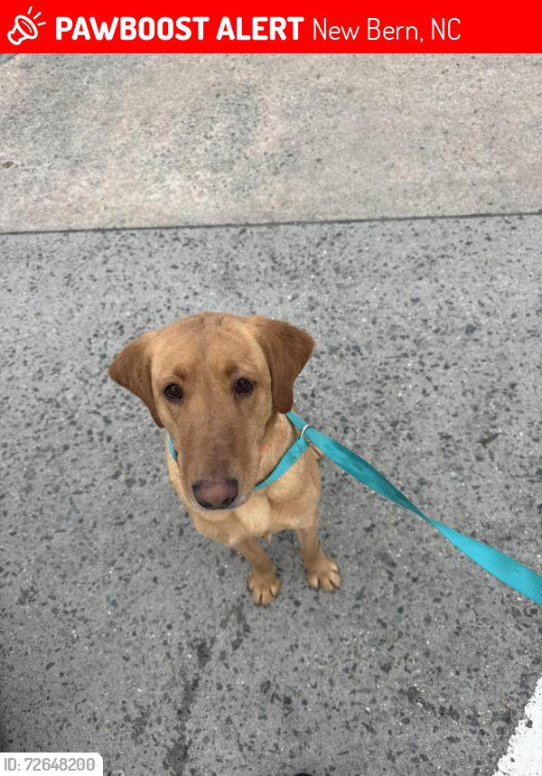 Lost Female Dog last seen Amelia Lane and Rivershore , New Bern, NC 28560