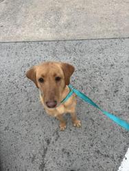 Lost Female Dog last seen Amelia Lane and Rivershore , New Bern, NC 28560