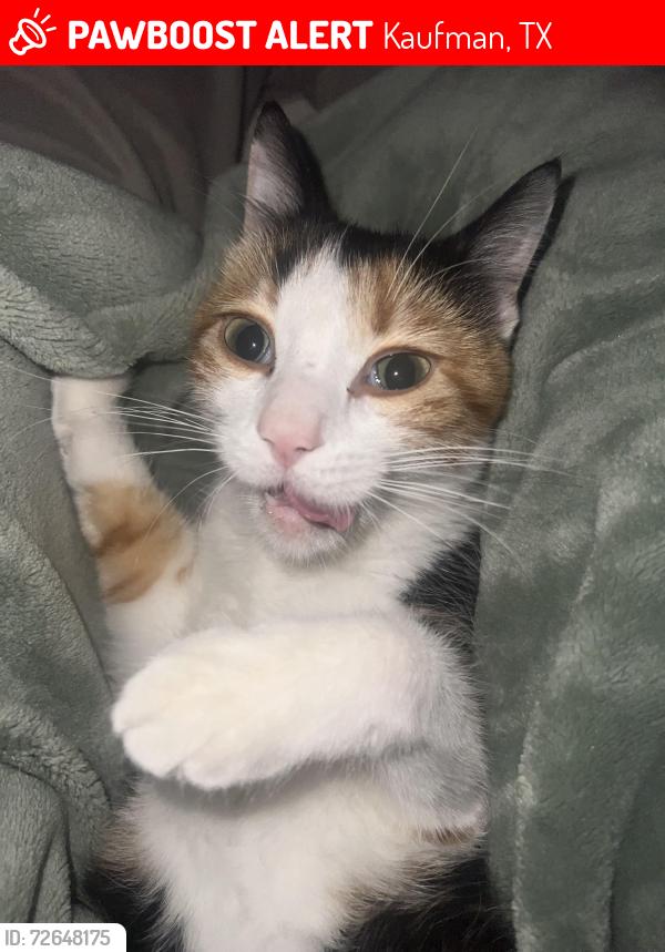 Lost Female Cat last seen County Road 110, Kaufman, TX 75142