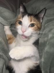 Lost Female Cat last seen County Road 110, Kaufman, TX 75142