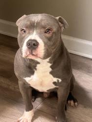 Lost Male Dog last seen Near Harvey Ave , Harvey, IL 60426