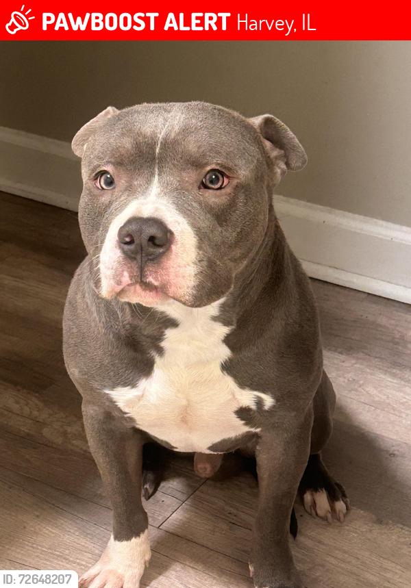 Lost Male Dog last seen Near Harvey Ave , Harvey, IL 60426