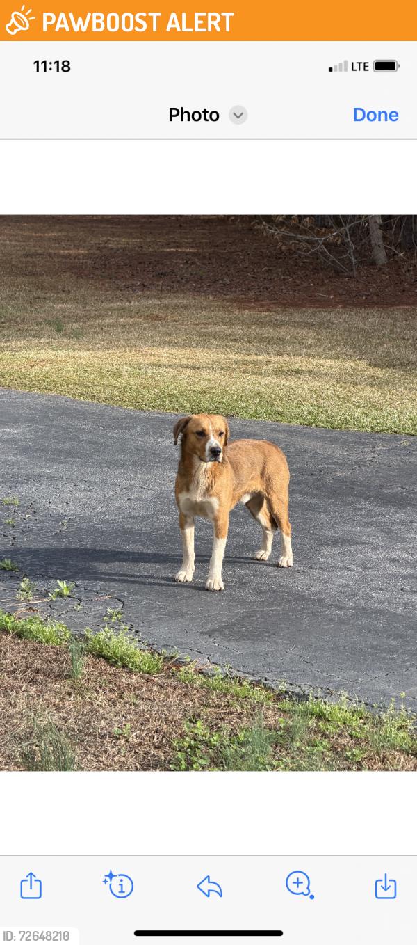 Found/Stray Unknown Dog last seen Three and 20 Road & Woodland Drive, Anderson County, SC 29642