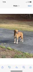 Found/Stray Unknown Dog last seen Three and 20 Road & Woodland Drive, Anderson County, SC 29642