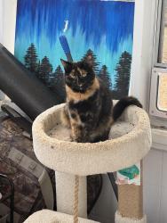 Lost Female Cat last seen Near Marina Rd, Irmo, SC 29063
