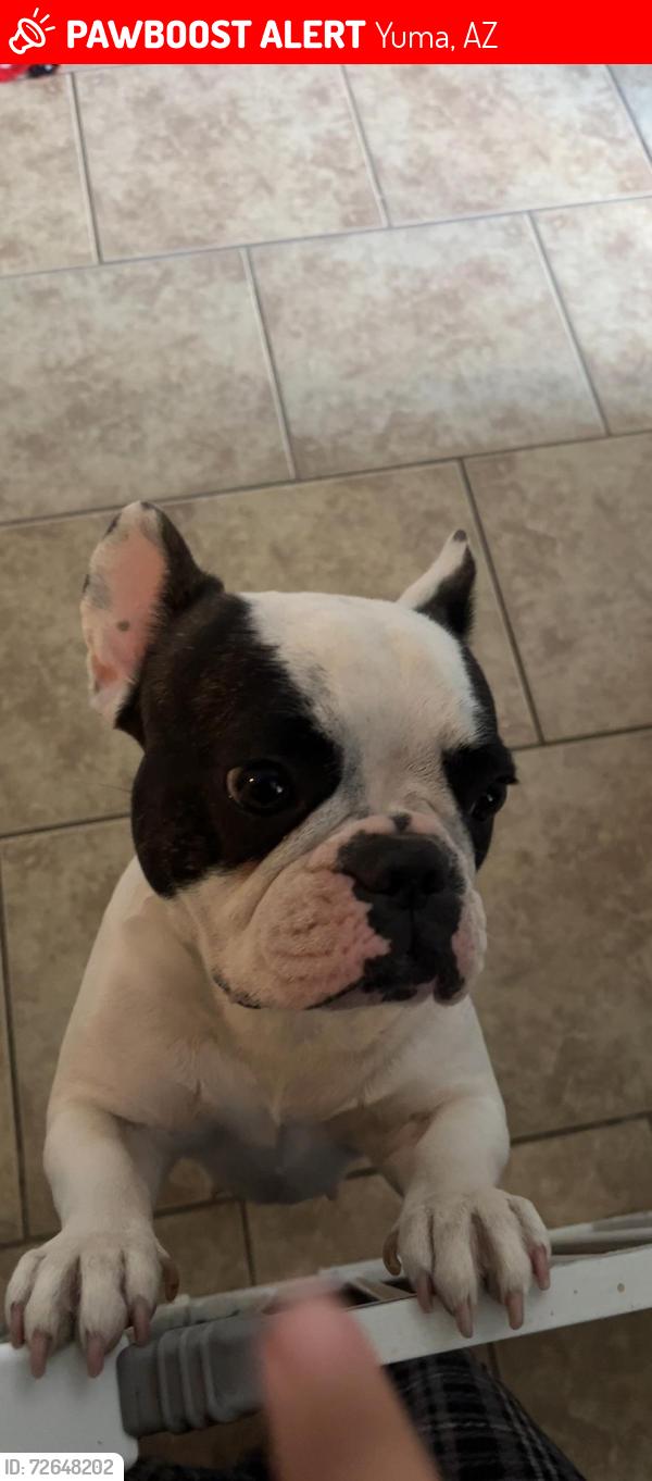 Lost Female Dog last seen Hacienda dr, Yuma, AZ 85365