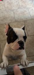 Lost Female Dog last seen Hacienda dr, Yuma, AZ 85365