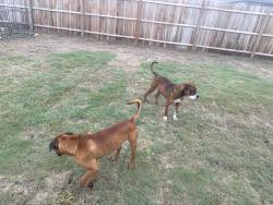 Found/Stray Male Dog last seen Higdon, San Antonio, TX 78223