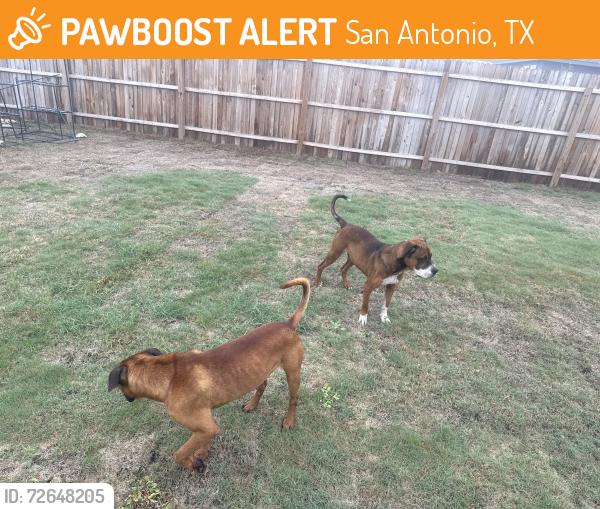Found/Stray Male Dog last seen Higdon, San Antonio, TX 78223