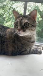 Lost Female Cat last seen Poco Dr, Richmond, VA 23235