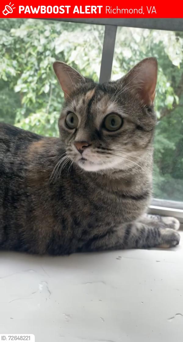 Lost Female Cat last seen Poco Dr, Richmond, VA 23235