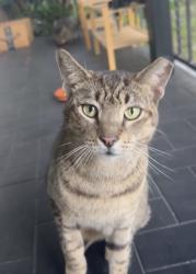 Lost Male Cat last seen Near sw 10th st, Miami, FL 33134