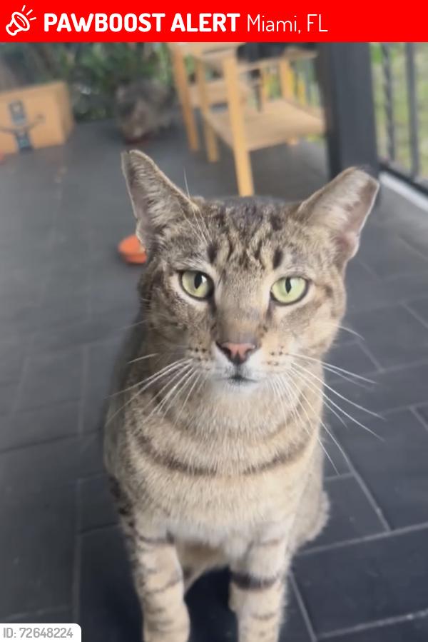 Lost Male Cat last seen Near sw 10th st, Miami, FL 33134